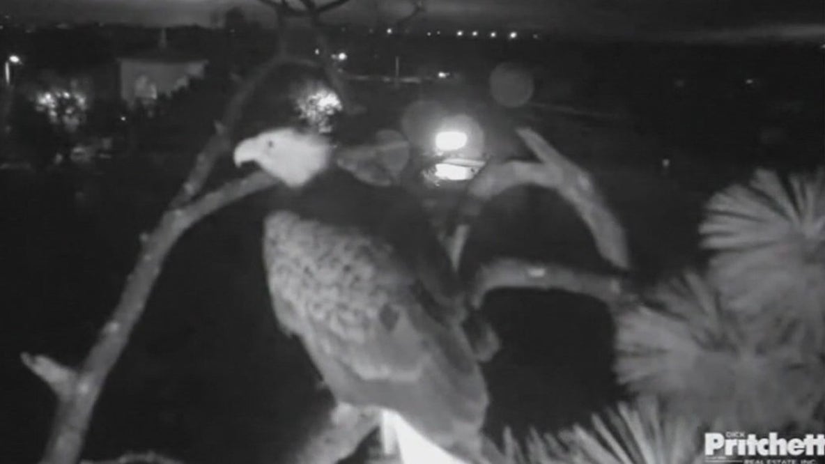 SWFL Eaglets die from bird flu